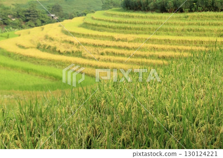 rice fields in vietnam rice fields in vietnam 130124221