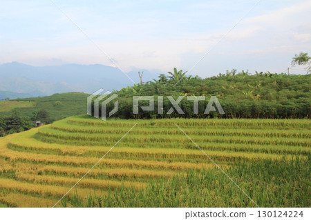 rice fields in vietnam rice fields in vietnam 130124224