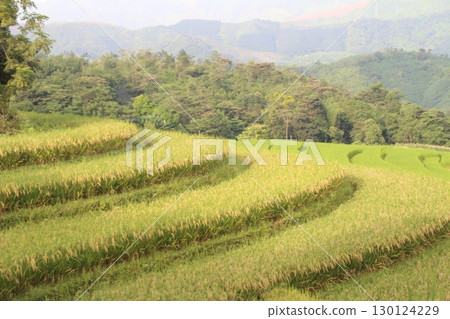 rice fields in vietnam 130124229