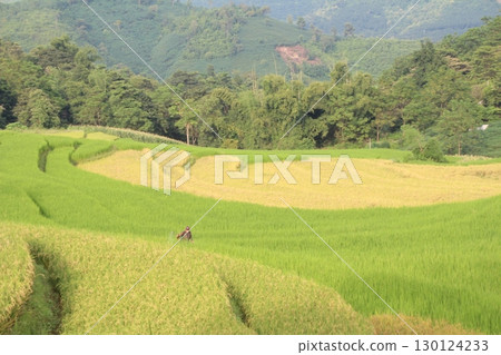 rice fields in vietnam rice fields in vietnam 130124233