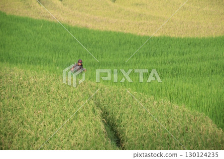 rice fields in vietnam rice fields in vietnam 130124235