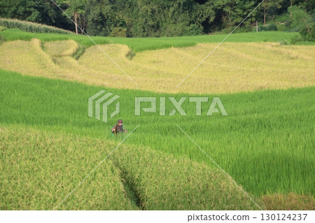 rice fields in vietnam rice fields in vietnam 130124237