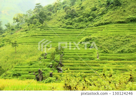 rice fields in vietnam 130124246