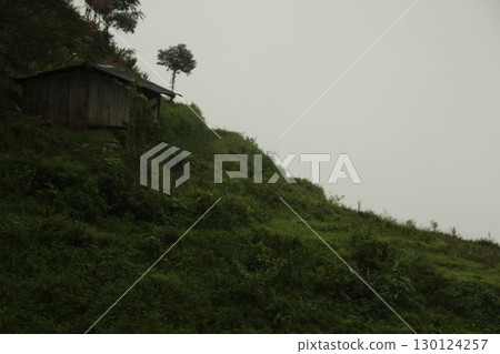 rice fields in vietnam 130124257