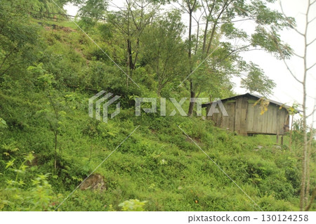rice fields in vietnam 130124258