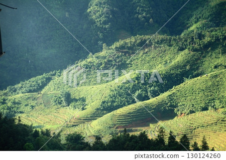 rice fields in vietnam 130124260