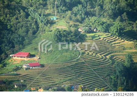 rice fields in vietnam 130124286