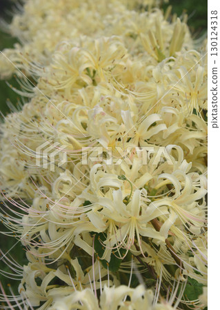 A cluster of white spider lilies / A cluster of white spider lilies along the promenade 130124318