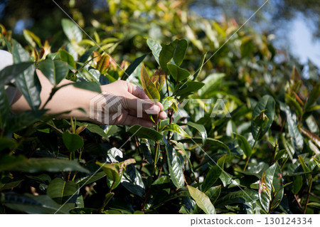 Business concept centers around fresh green tea reap background leaves organic farm with banner lush garden healthy plant tree leaves eco herbal farmer blur leaf plantation Freshness herbal natural Business concept centers around fresh green tea reap background leaves organic farm with banner lush garden healthy plant tree leaves eco herbal farmer blur leaf plantation Freshness herbal natural 130124334