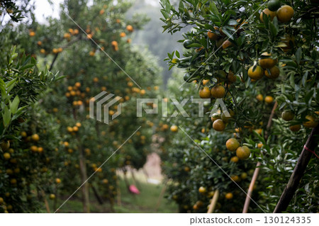 Business farm orange concept nature fruit citrus orchard mandarin tree growing, vibrant organic lush leaves background farmer green garden crop leaf ripe laden branches plant close up farming growth. 130124335