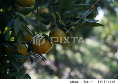 Business farm orange concept nature fruit citrus orchard mandarin tree growing, vibrant organic lush leaves background farmer green garden crop leaf ripe laden branches plant close up farming growth. Business farm orange concept nature fruit citrus orchard mandarin tree growing, vibrant organic lush leaves background farmer green garden crop leaf ripe laden branches plant close up farming growth. 130124336