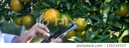 Business farm ripe orange concept farmer hand pick nature fruit citrus orchard mandarin tree growing organic lush leaves background green vibrant garden crop leaf laden branches plant close up growth 130124337