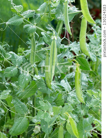 Bush of pea with ripe pods and fresh morning dew on garden. Bush of pea with ripe pods and fresh morning dew on garden. 130124383