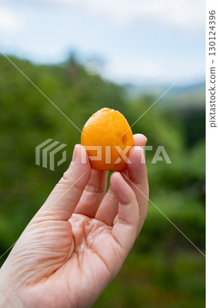 Peeled loquat fruit 130124396