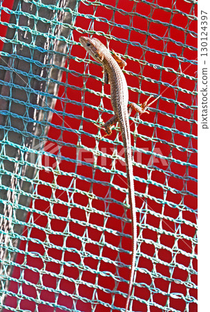 Cana snake Cana snake 130124397