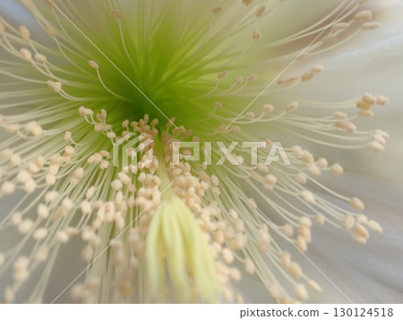 Close-up of Yamakarupura flowers Close-up of Yamakarupura flowers 130124518