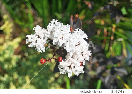 White Crape Myrtle Flowers (Black Pearl White) (Summer, August) White Crape Myrtle Flowers (Black Pearl White) (Summer, August) 130124521