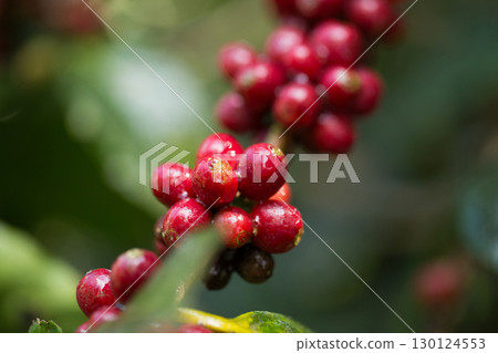 Farmer concept harvest fruit ripe coffee seed robusta arabica berry close up fresh green leaf bean picking orange crop red yellow berries raw plant tree farm growth blur background eco organic garden Farmer concept harvest fruit ripe coffee seed robusta arabica berry close up fresh green leaf bean picking orange crop red yellow berries raw plant tree farm growth blur background eco organic garden 130124553