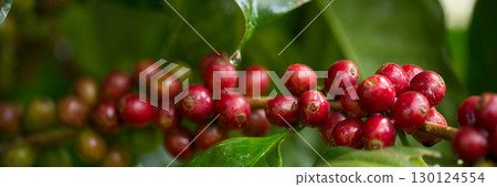 Farmer concept harvest fruit ripe coffee seed robusta arabica berry close up fresh green leaf bean picking orange crop red yellow berries raw plant tree farm growth blur background eco organic garden 130124554