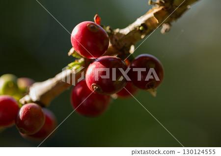Farmer concept harvest fruit ripe coffee seed robusta arabica berry close up fresh green leaf bean picking orange crop red yellow berries raw plant tree farm growth blur background eco organic garden Farmer concept harvest fruit ripe coffee seed robusta arabica berry close up fresh green leaf bean picking orange crop red yellow berries raw plant tree farm growth blur background eco organic garden 130124555