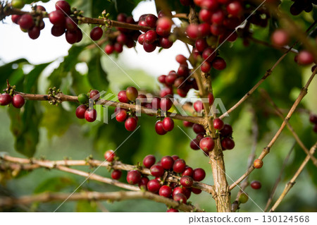 Farmer concept harvest fruit ripe coffee seed robusta arabica berry close up fresh green leaf bean picking orange crop red yellow berries raw plant tree farm growth blur background eco organic garden 130124568