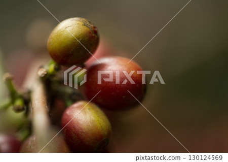 Farmer concept harvest fruit ripe coffee seed robusta arabica berry close up fresh green leaf bean picking orange crop red yellow berries raw plant tree farm growth blur background eco organic garden 130124569