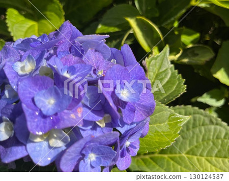 雨後閃閃發光的繡球花瓣 130124587