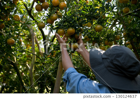Business farm ripe orange concept farmer hand pick nature fruit citrus orchard mandarin tree growing organic lush leaves background green vibrant garden crop leaf laden branches plant close up growth Business farm ripe orange concept farmer hand pick nature fruit citrus orchard mandarin tree growing organic lush leaves background green vibrant garden crop leaf laden branches plant close up growth 130124637