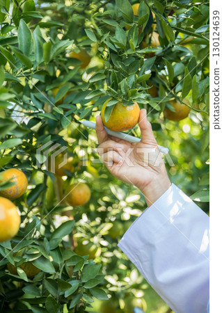 Business farm ripe orange concept farmer hand pick nature fruit citrus orchard mandarin tree growing organic lush leaves background green vibrant garden crop leaf laden branches plant close up growth Business farm ripe orange concept farmer hand pick nature fruit citrus orchard mandarin tree growing organic lush leaves background green vibrant garden crop leaf laden branches plant close up growth 130124639