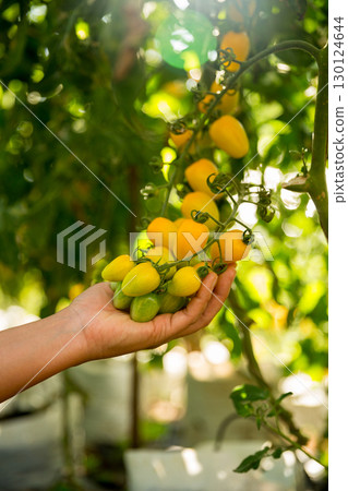 Smart farming techniques hydroponic salad vegetables business farm technology ensuring fresh sustainable produce farmer hand pick non gmo tomato red yellow green agriculture promotes support living 130124644