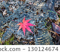Maple leaves falling onto a stump 130124674