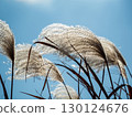 Panicle of Susuki running through the wind 130124676