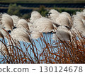 Autumn scenery with ears of silver grass swaying in the wind 130124678