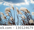 Japanese pampas grass that shines in the autumn sky 130124679