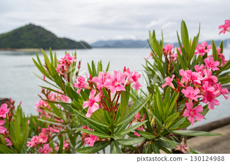 Oleander flowers, Okunoshima Island, Hiroshima Prefecture Oleander flowers, Okunoshima Island, Hiroshima Prefecture 130124988