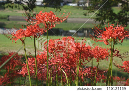 A cluster of red spider lilies / A cluster of red spider lilies along the promenade 130125169
