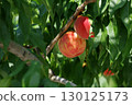 The state of a ripening peach 130125173