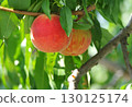The state of a ripening peach 130125174