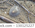 A type of limpet 130125227