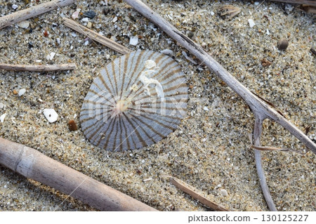 A type of limpet 130125227