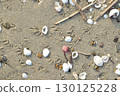 Sandy beach, bird footprints - plover? 130125228