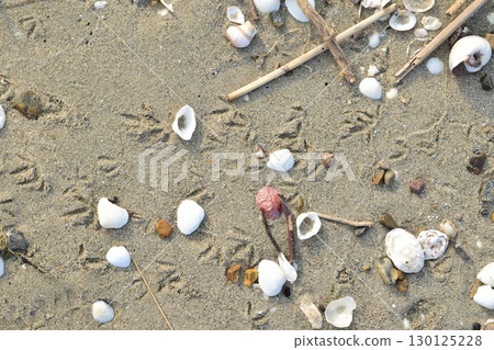 Sandy beach, bird footprints - plover? 130125228