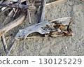 Bird bone, keel? 130125229