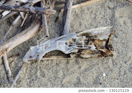 Bird bone, keel? 130125229