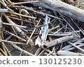 Bird keel? Sea 130125230