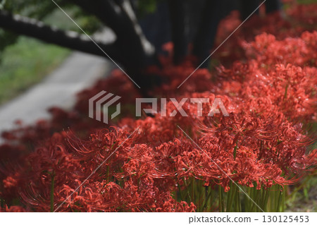 一簇紅花石蒜 / 長廊旁的一簇紅花石蒜 一簇紅花石蒜 / 長廊旁的一簇紅花石蒜 130125453