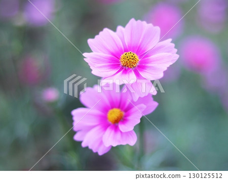Cosmos flowers lined up together 130125512