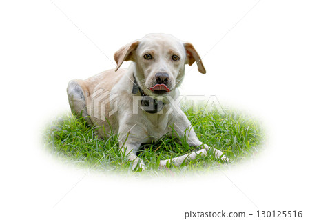 Labrador Retriever lying on green grass with tongue out, wearing a collar. 130125516