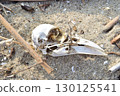 Carrion crow skull, carcass on the beach 130125541