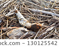 Dead fish washed up - mullet? 130125542